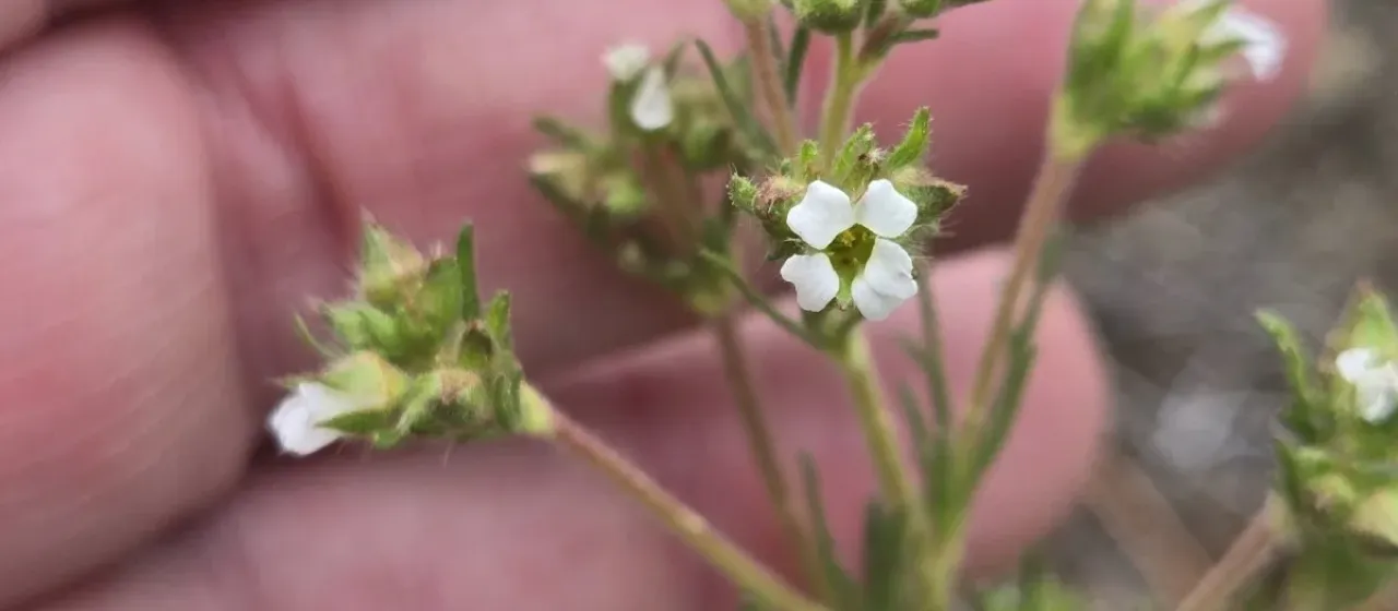 Chamaerhodos erecta