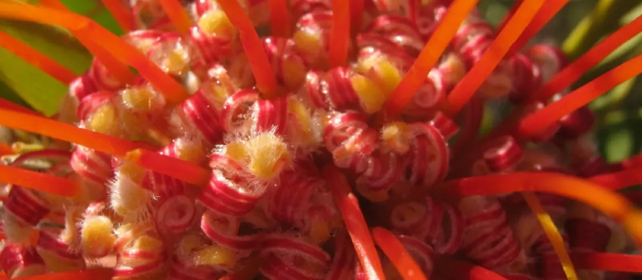 Leucospermum erubescens