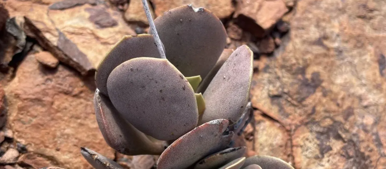 Adromischus alstonii