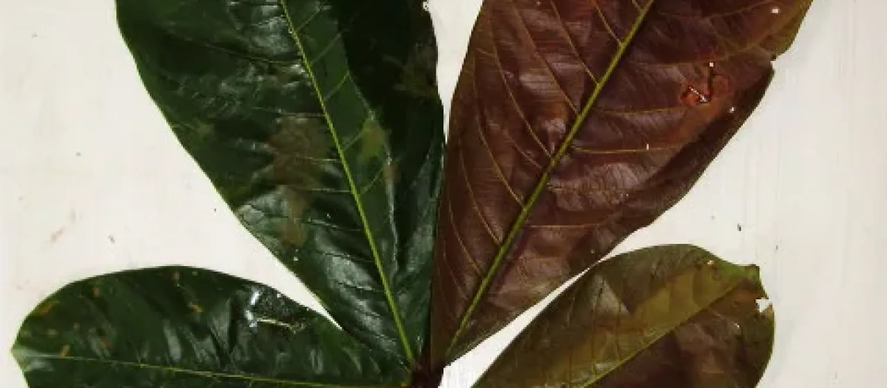 Terminalia kaernbachii