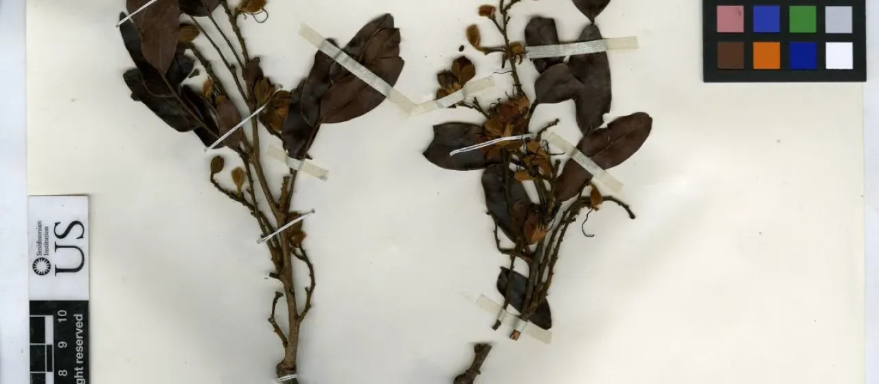 Tessmannia yangambiensis