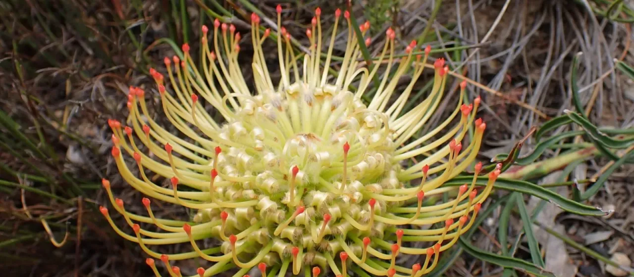 Leucospermum