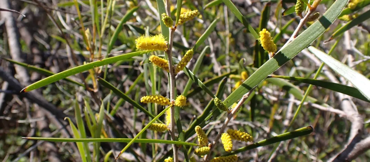 Raspberry jam wattle
