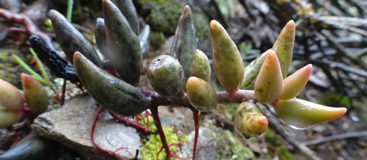 Adromischus filicaulis