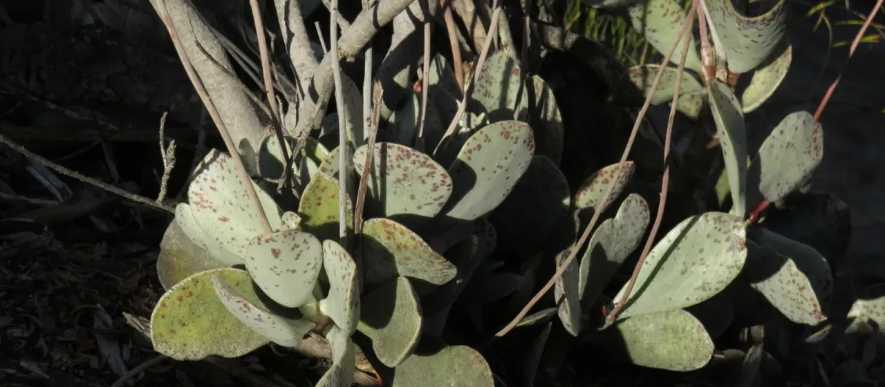 Adromischus hemisphaericus