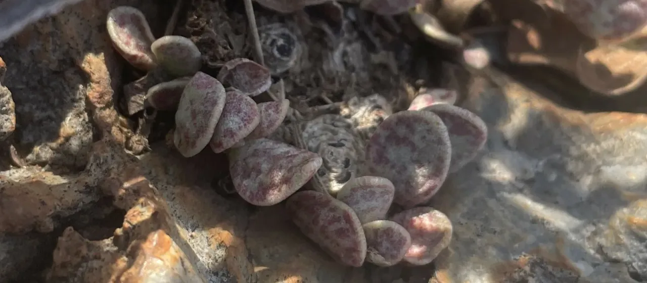 Adromischus umbraticola