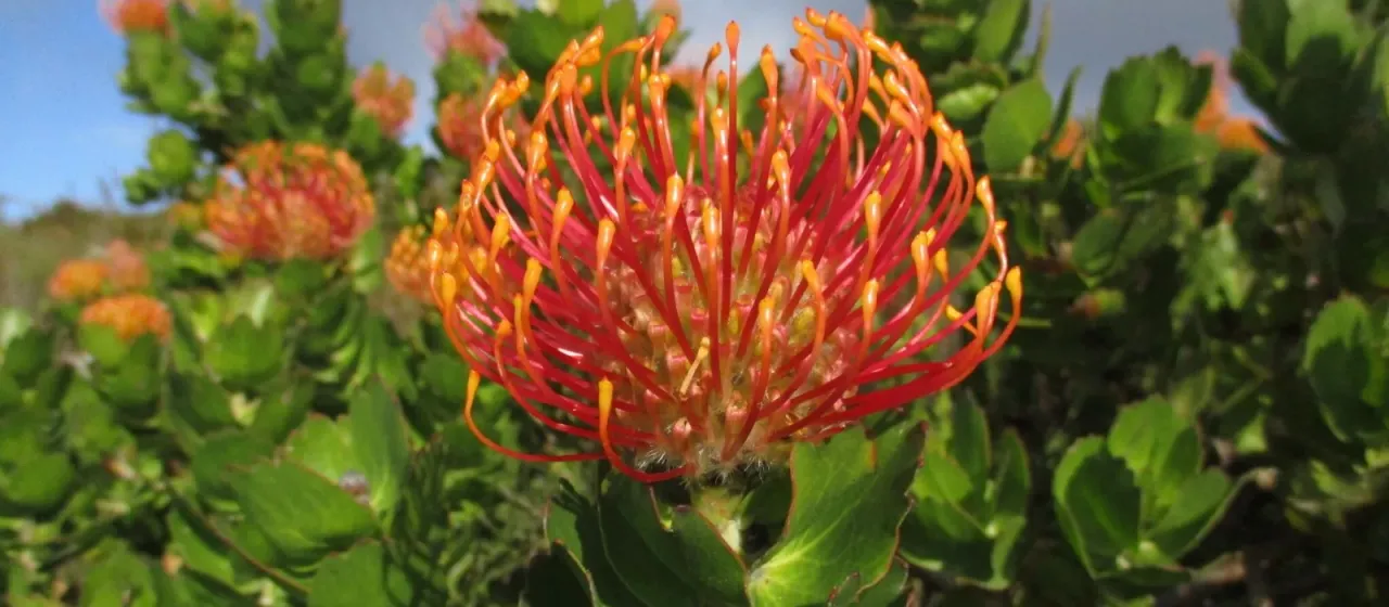 Leucospermum patersonii