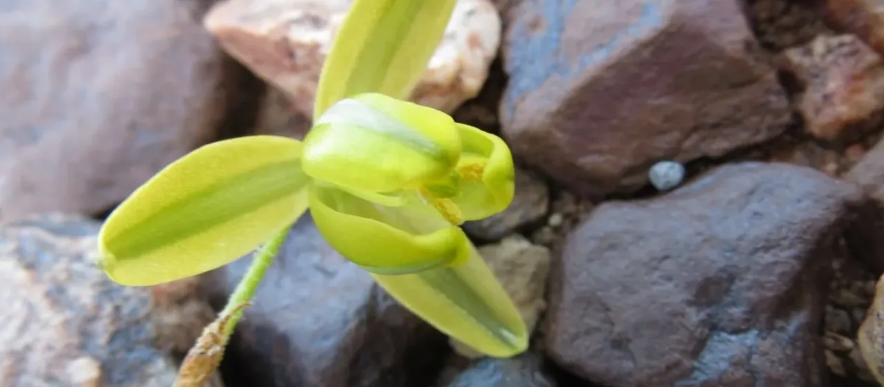 Albuca namaquensis
