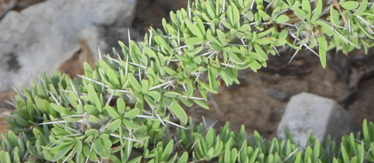 Didierea trollii