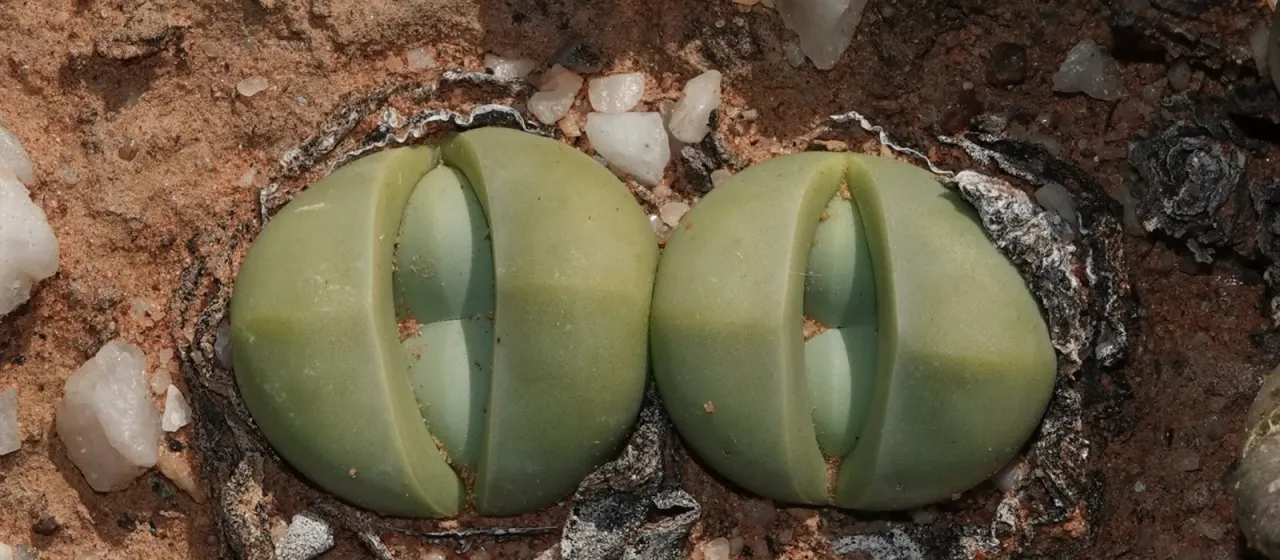 Argyroderma delaetii
