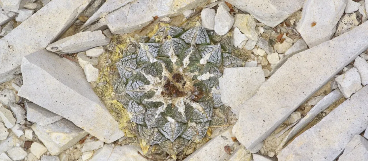 Ariocarpus fissuratus