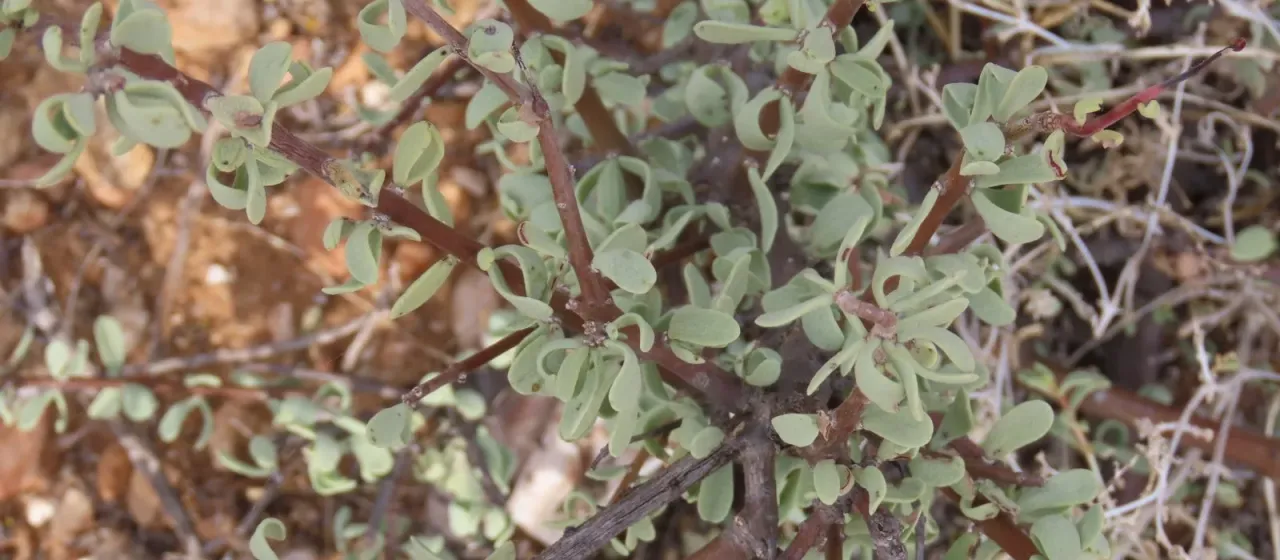 Portulacaria fruticulosa