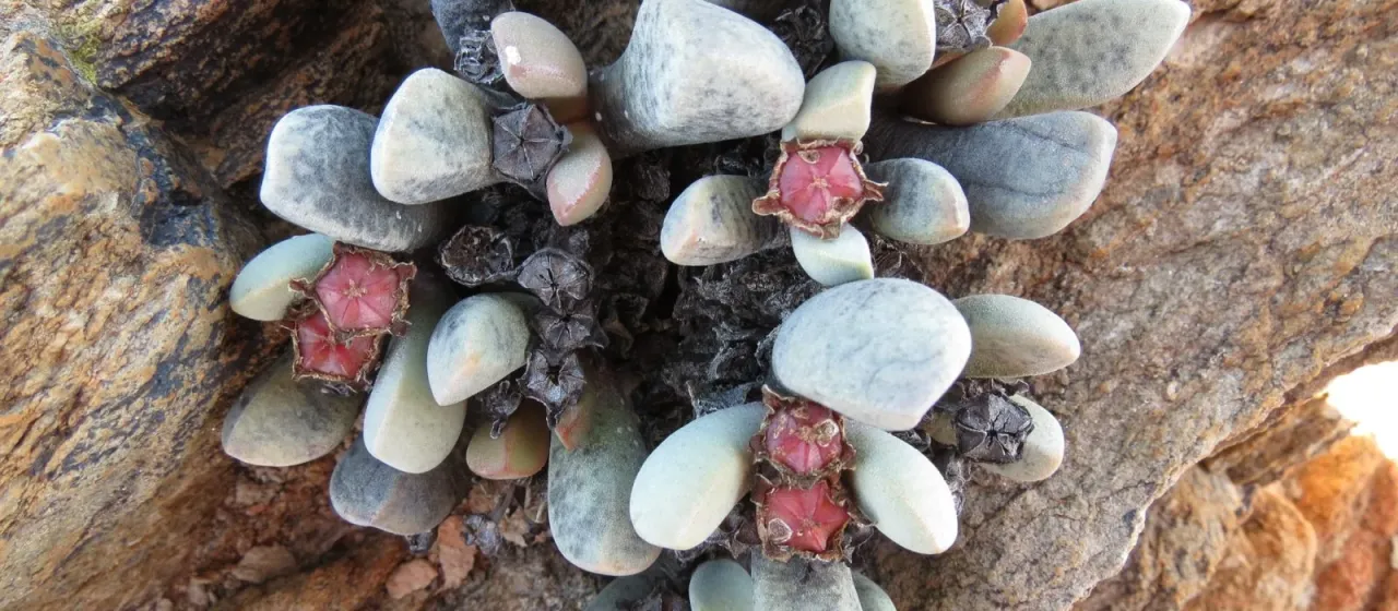 Cerochlamys pachyphylla