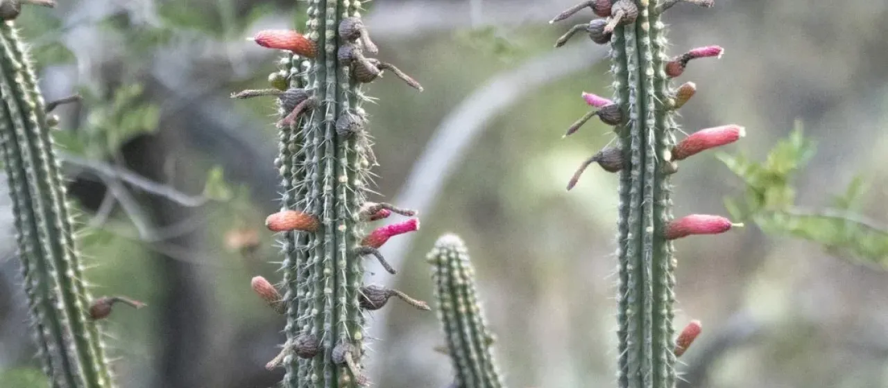 Cleistocactus morawetzianus