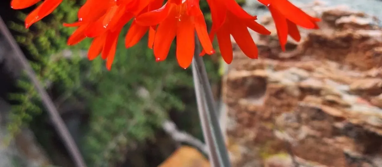 Cyrtanthus staadensis