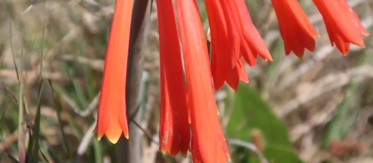 Cyrtanthus tuckii