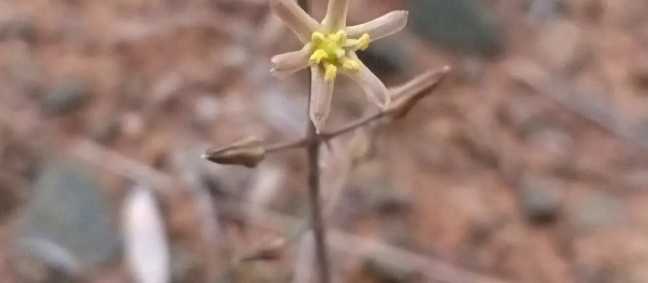 Drimia anomala