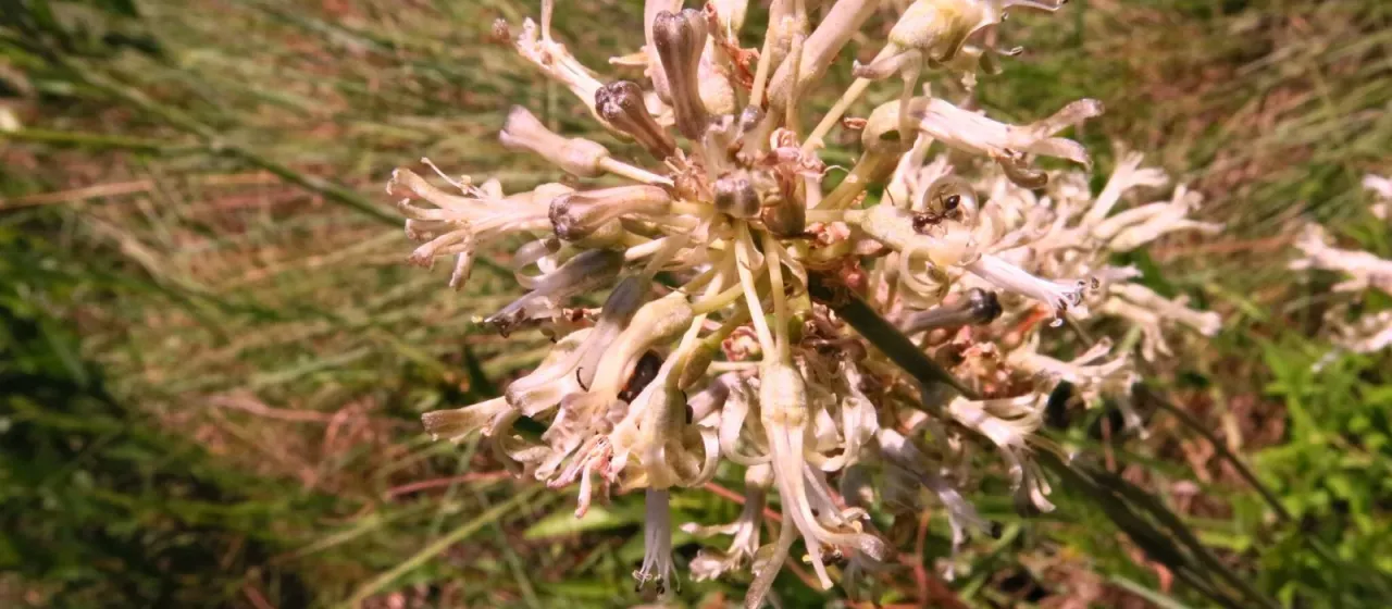 Drimia sphaerocephala