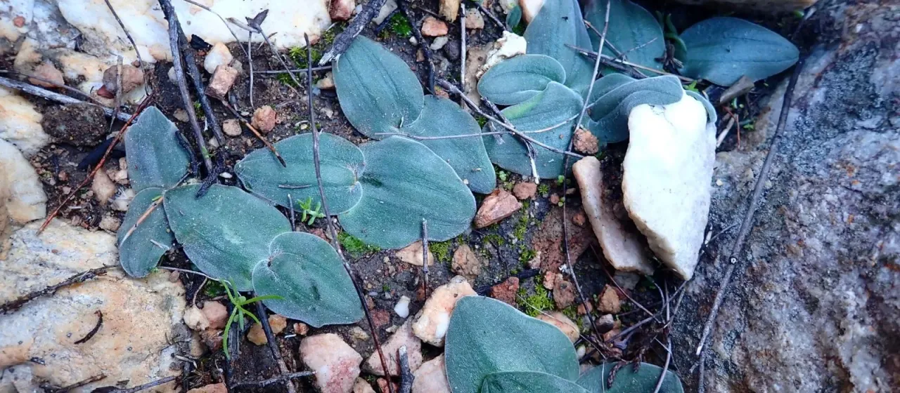 Broad-leaved drimia
