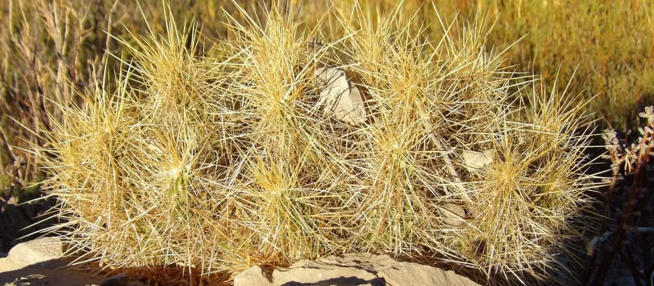 Echinocereus stramineus