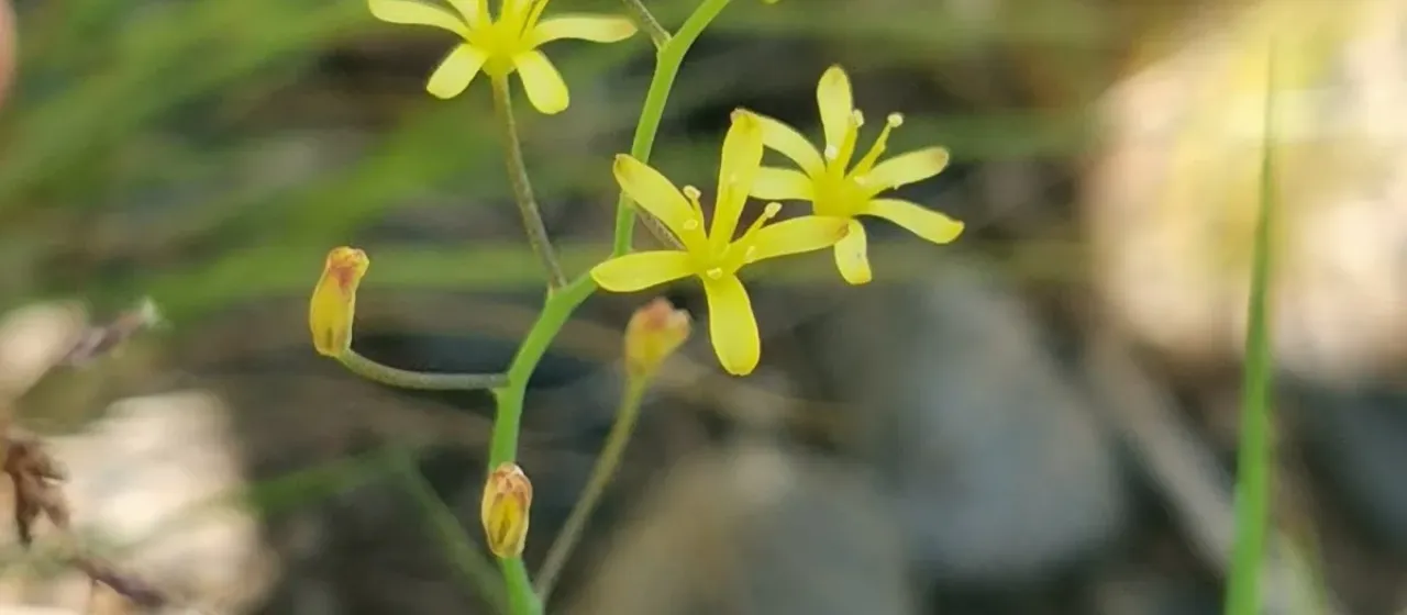 Eriospermum mackenii