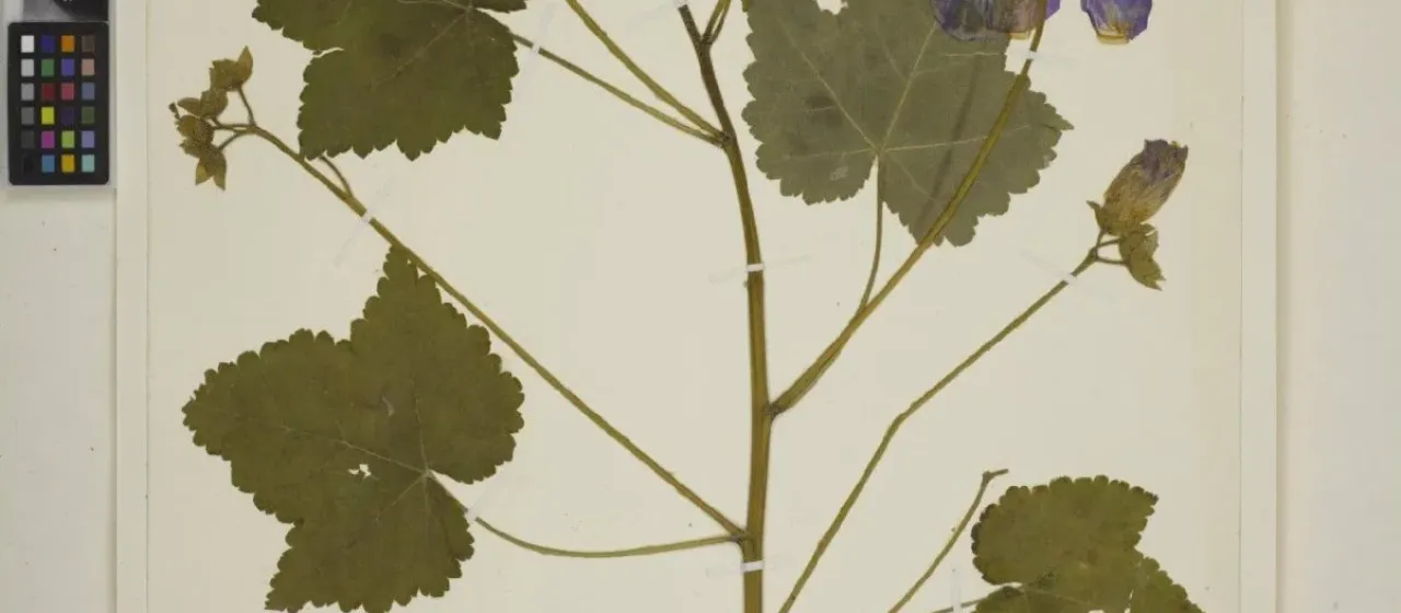 Suntense abutilon