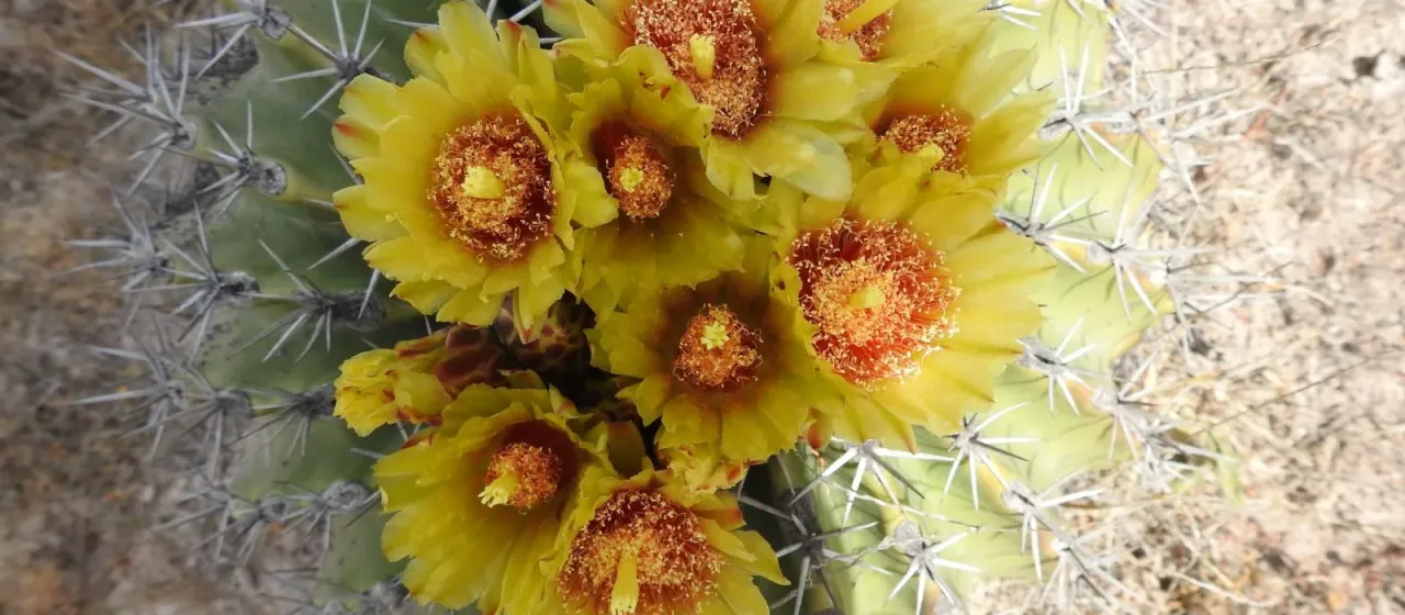 Potts barrel cactus