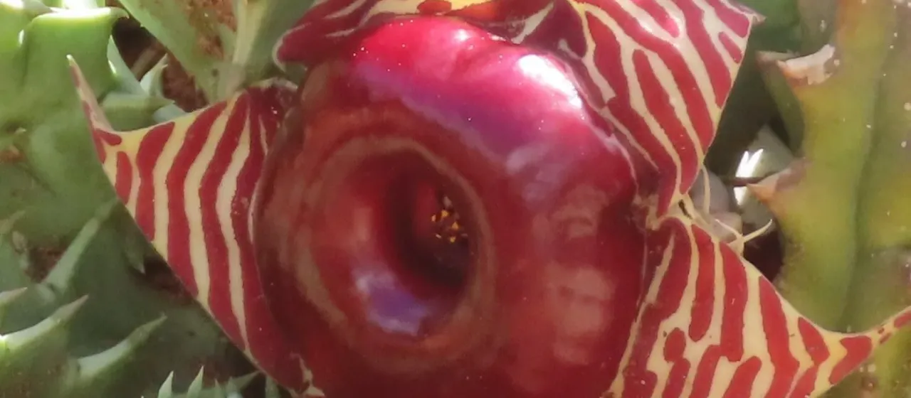 Huernia zebrina
