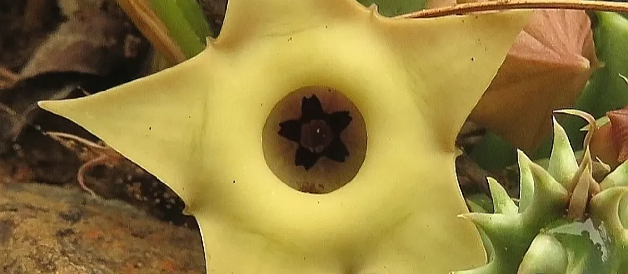 Huernia thuretii