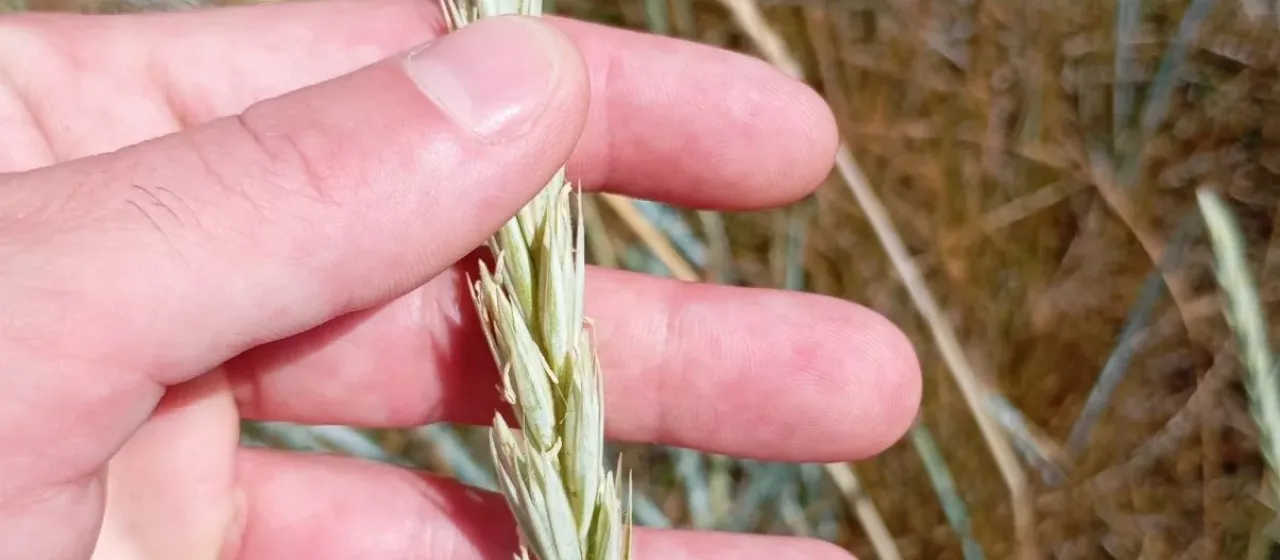 Lyme grass