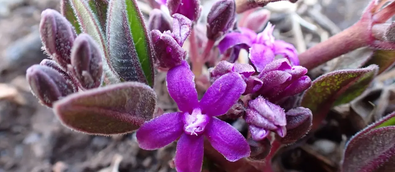 Raphionacme hirsuta