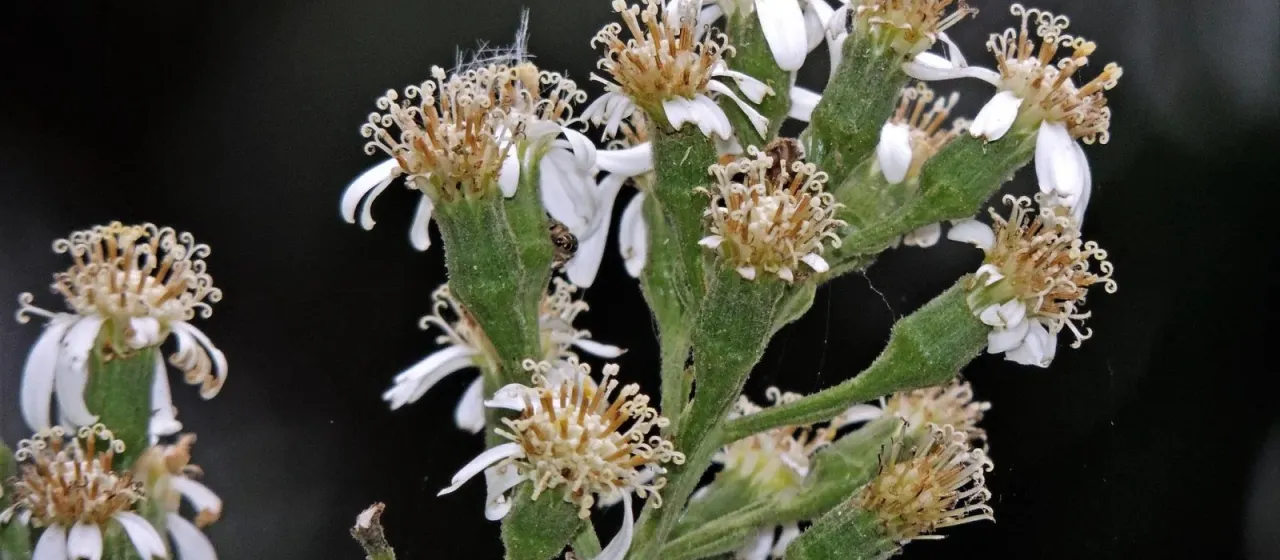 Dendrophorbium peregrinum