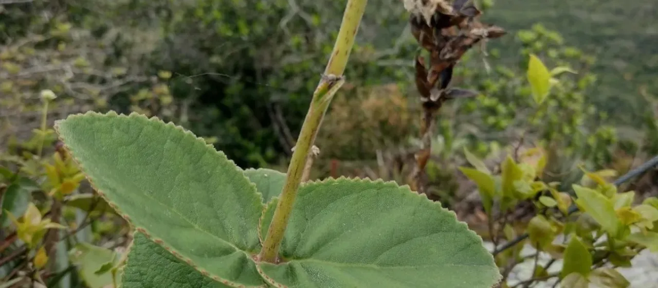 Sinningia macrostachya