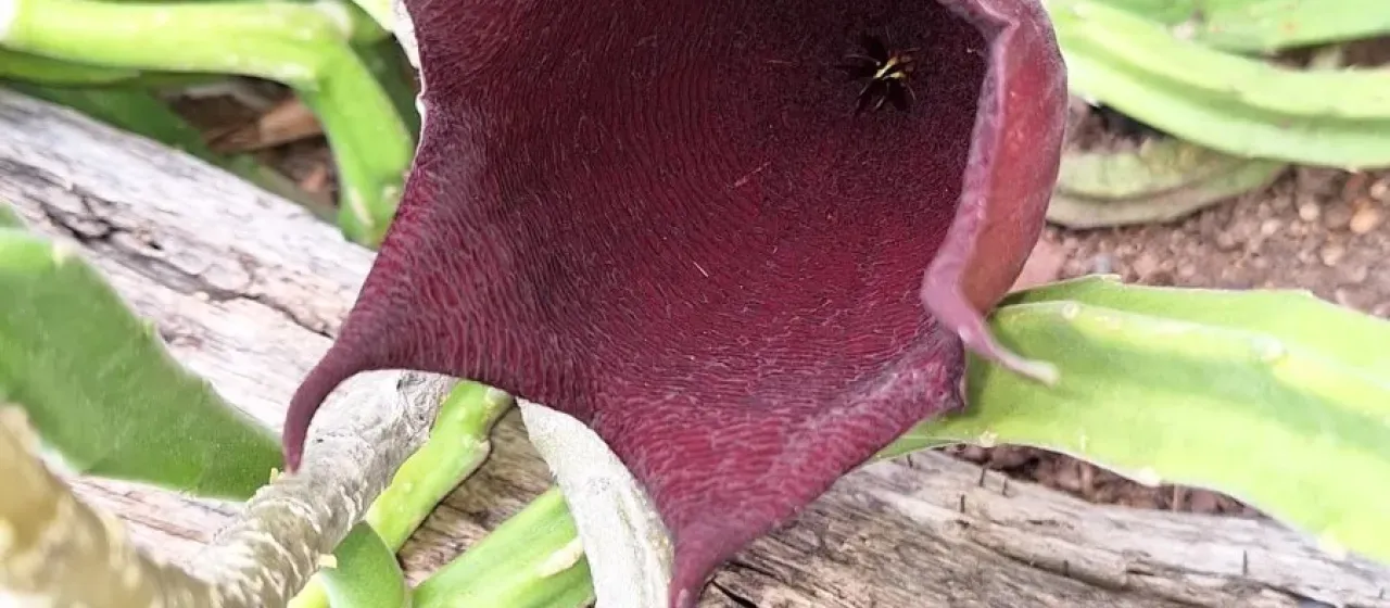 Stapelia leendertziae