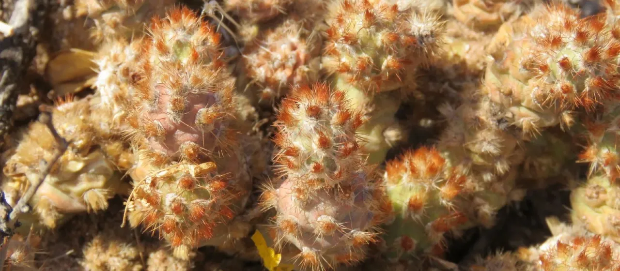 Tephrocactus molinensis