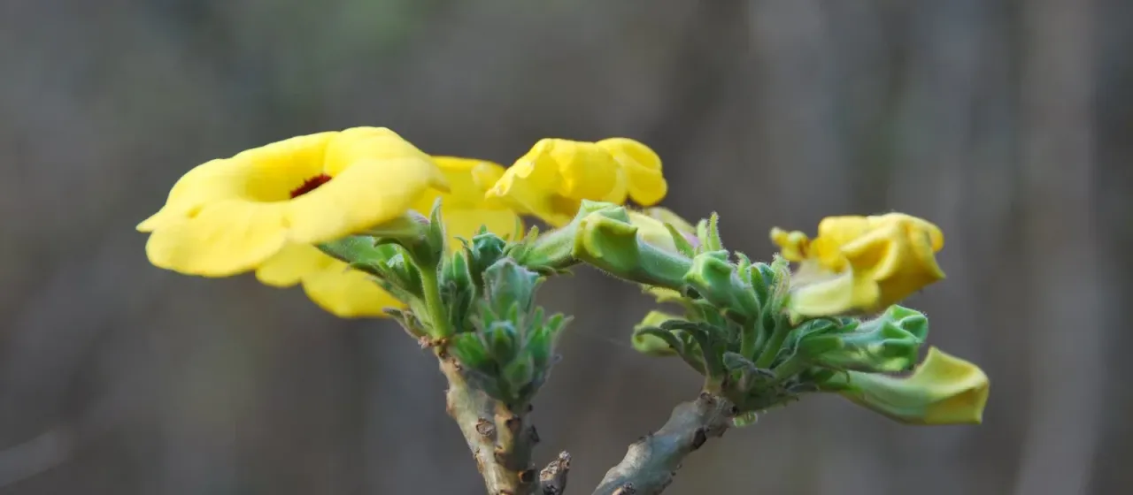 Uncarina decaryi