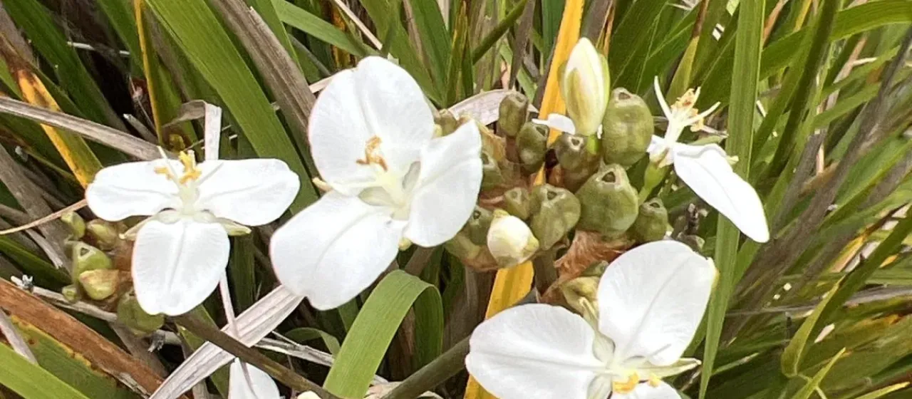 Libertia chilensis