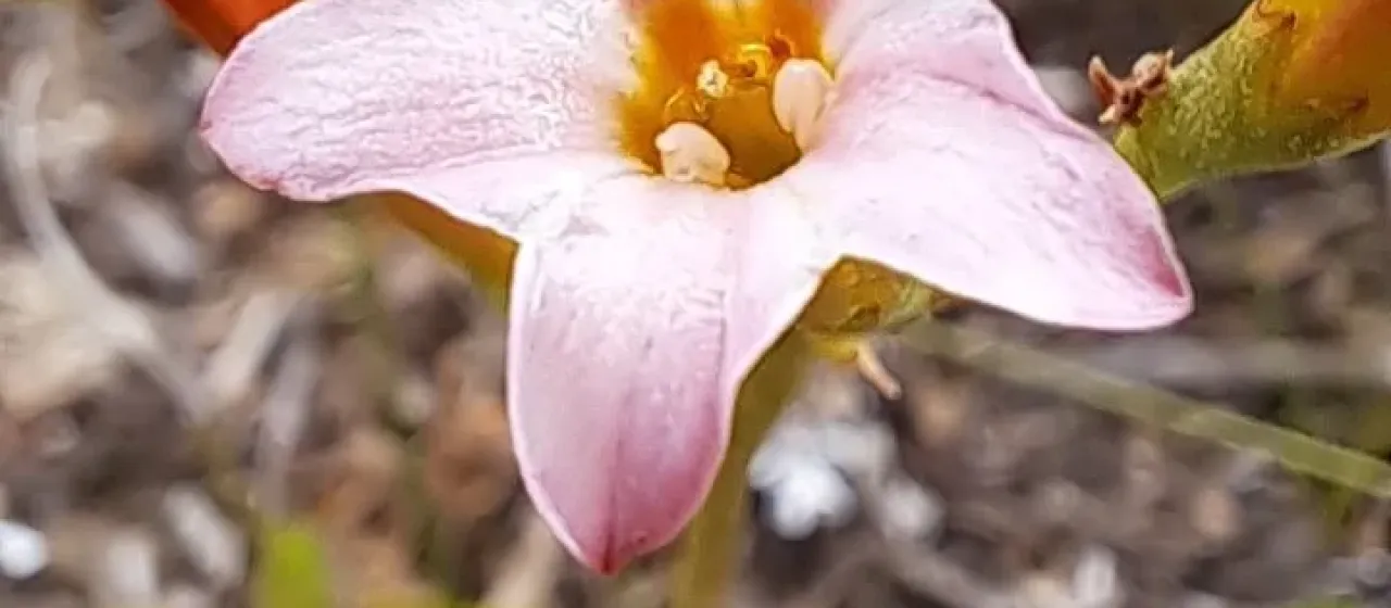 Adromischus caryophyllaceus