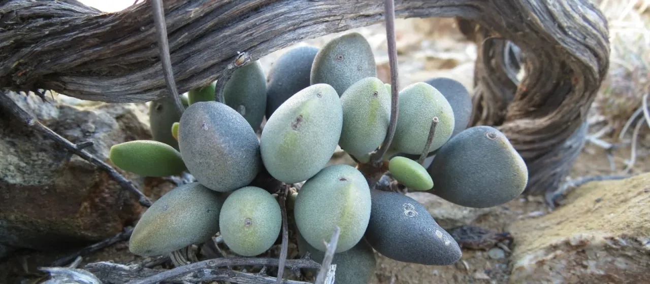 Adromischus liebenbergii