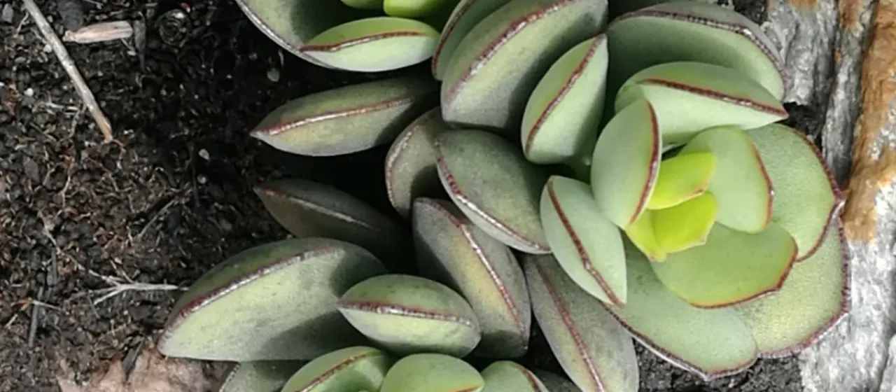 Adromischus sphenophyllus