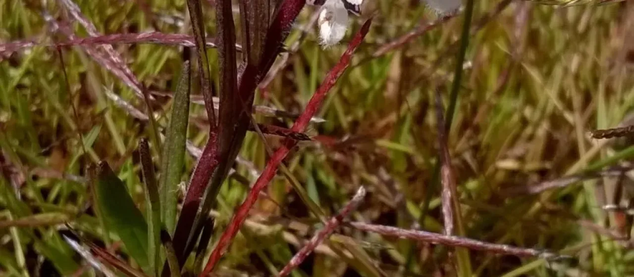 Aeollanthus subacaulis