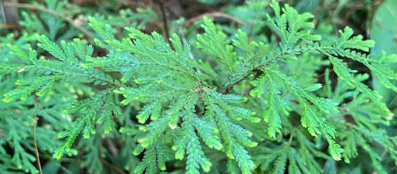 Selaginella stellata