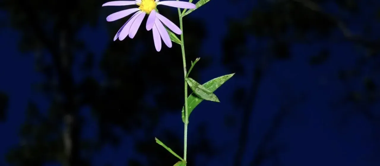 Symphyotrichum turbinellum