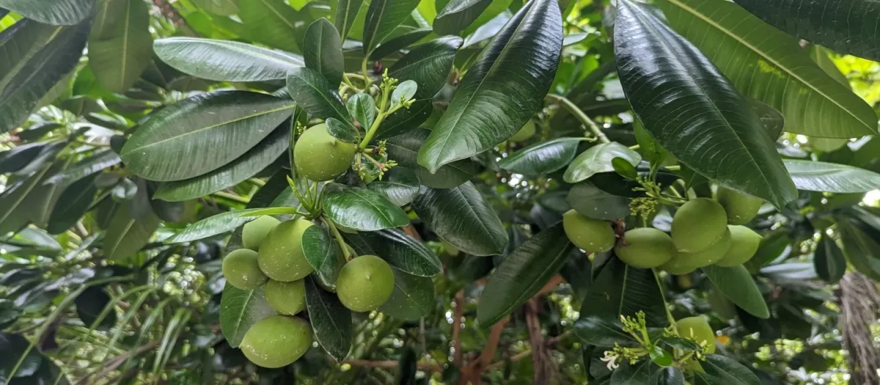 Ochrosia oppositifolia