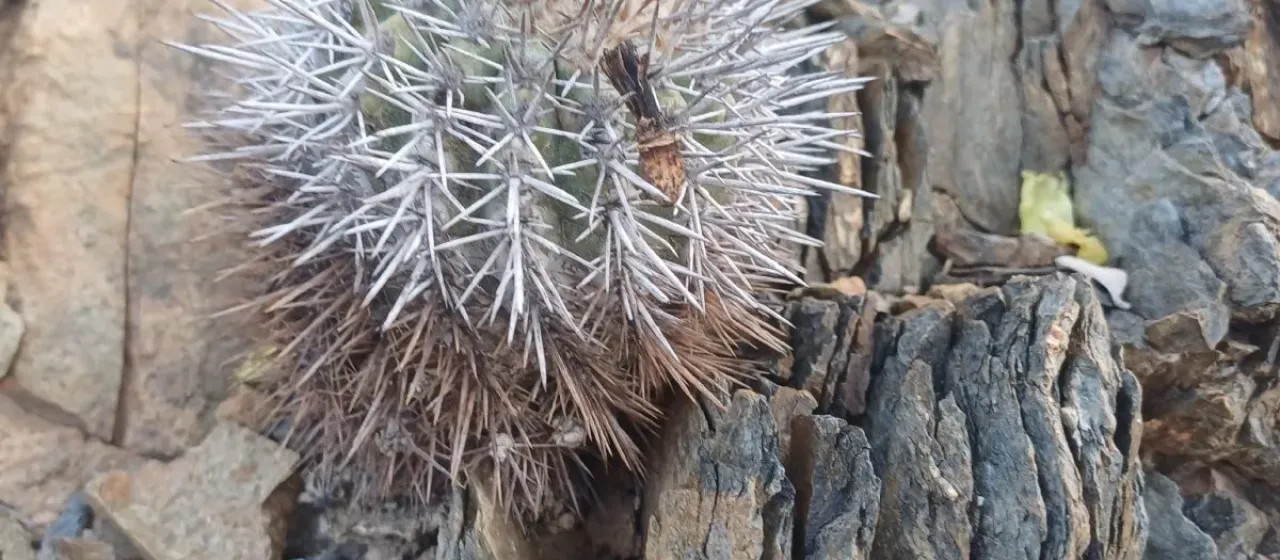 Copiapoa calderana