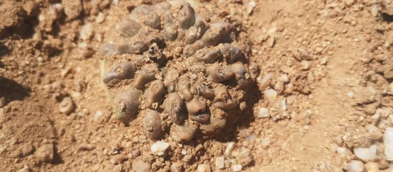 Copiapoa esmeraldana