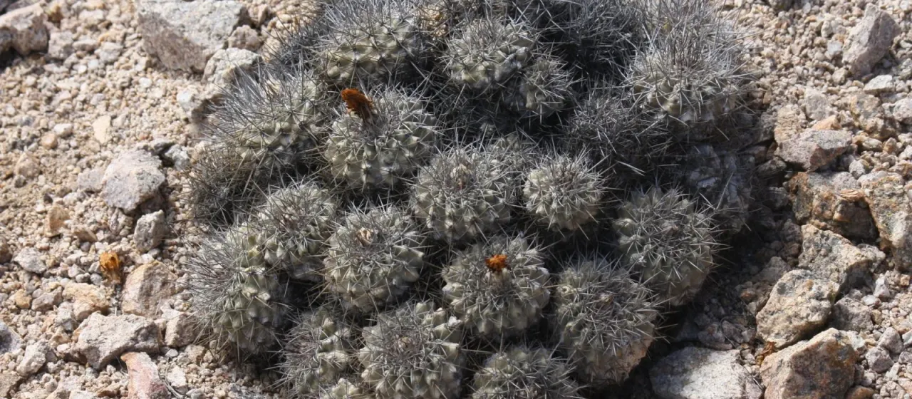 Copiapoa grandiflora
