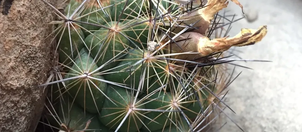 Coryphantha delaetiana