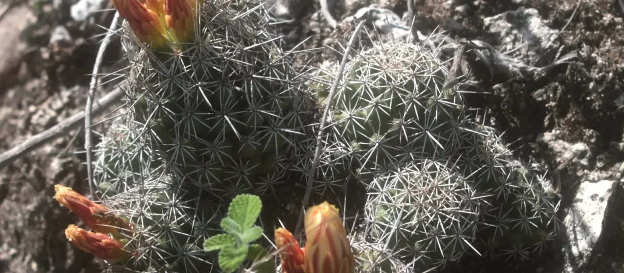 Coryphantha jalpanensis