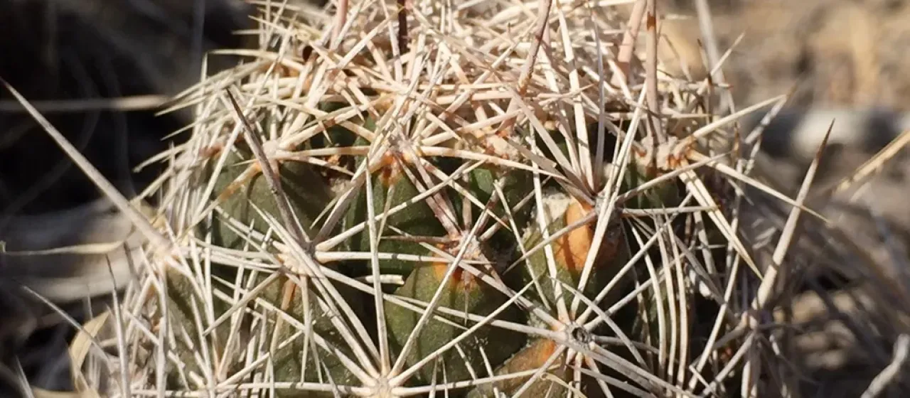 Coryphantha nickelsiae